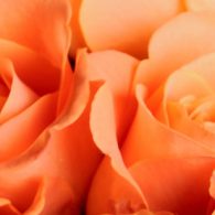 Etiam commodo convallis